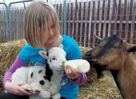 Starting A Petting Zoo Business Countryside