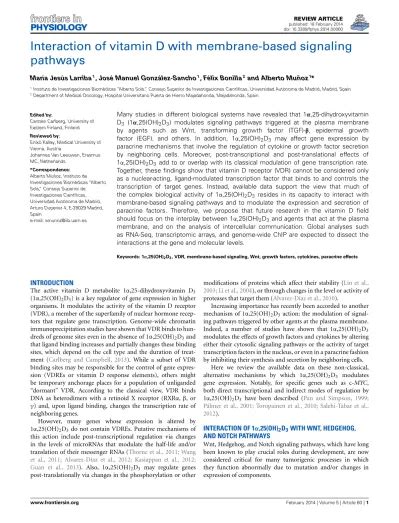 Interaction Of Vitamin D With Membrane Based Signaling Pathways