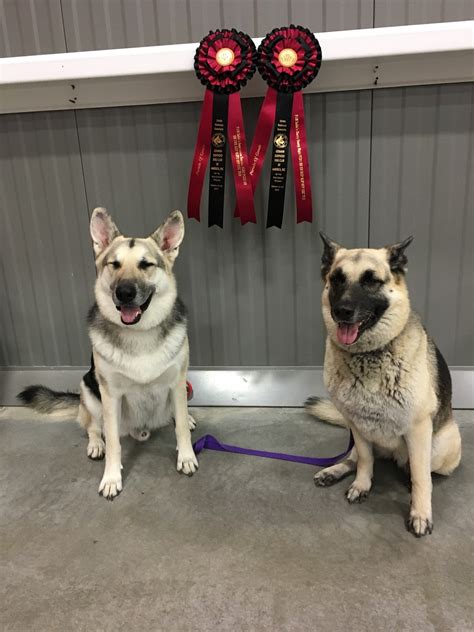 pack    german shepherd dog club  america nationals