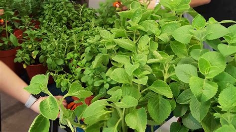 1 Day How To Grow Organic Culinary Herbs Gardens With Purpose