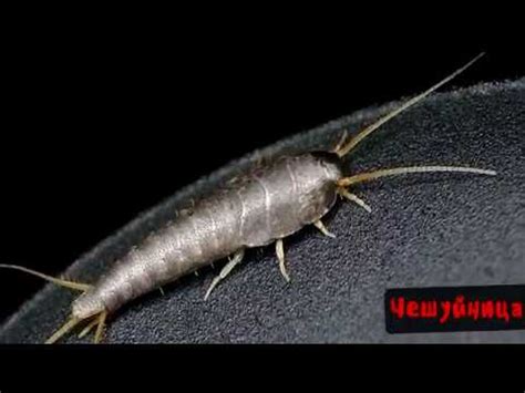 Чешуйницы в доме - YouTube