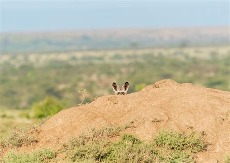 For Fox Sake Kicheche Camps Masai Mara Laikipia