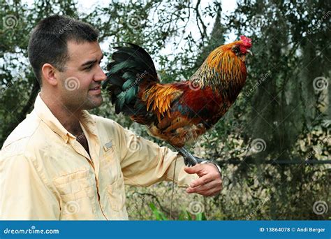 Man Holding Colorful Rooster Royalty Free Stock Photos Image 13864078