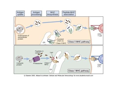 Антигены. Презентация антигенов - презентация онлайн