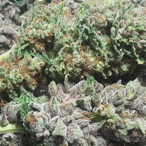 BC Bud Depot BC Kush REG Seeds Green Parrot