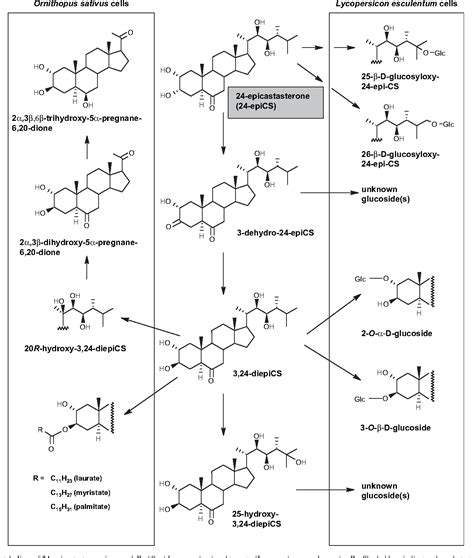 Figure 4 from Metabolism of brassinosteroids in plants. | Semantic Scholar