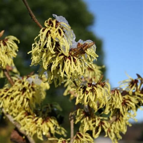 Lichtmess Zaubernuss Pallida Hamamelis Intermedia Pallida