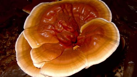 Reishi Para Qu Sirve El Hongo De La Inmortalidad Casi Desconocido