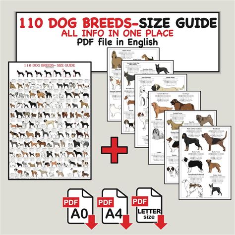 Illustrated Dog Breed Size Guide: 110 Breeds Chart (A0, A4, Letter PDF