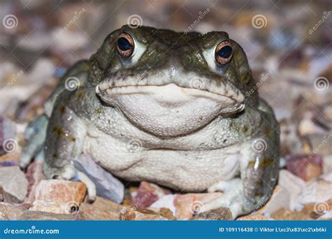 The Colorado River Toad Incilius Alvarius The Sonoran Desert Toad Is