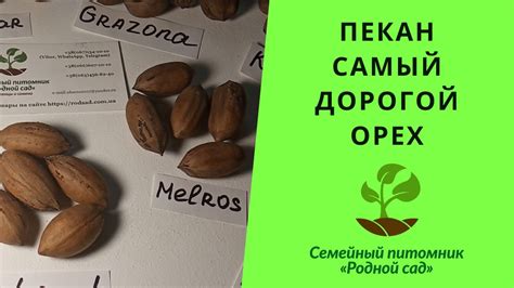 Семена орех Пекан для выращивания саженцев в Украине. Дерево Кария ...