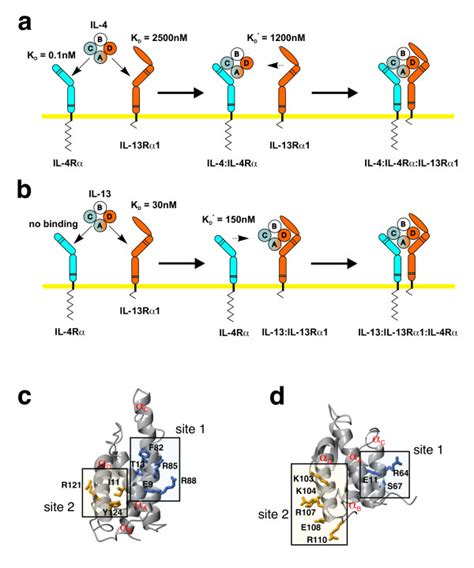 Sequential Binding Mechanism In The Il Receptor Activation A