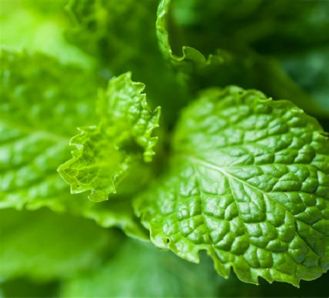 menthol  liquid vape juice recipes