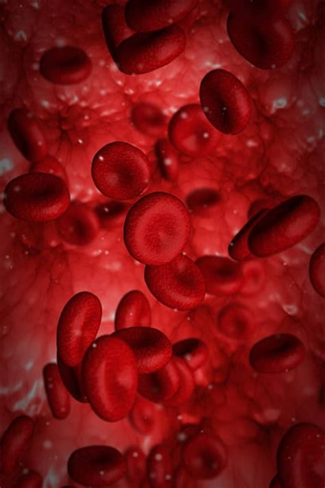 Red Blood Cells Artofit