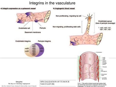 PPT - Vasculogenesis and angiogenesis Integrins in vasculature and KO ...