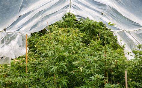 How To Grow Cannabis Outdoors A Beginners Guide