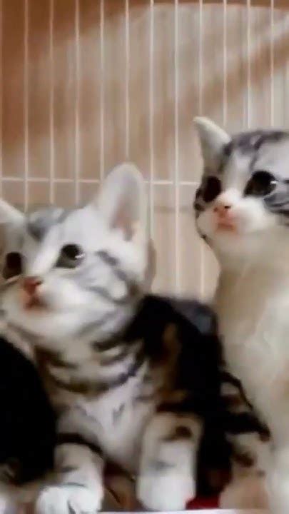 Cat Cute Sound Youtube