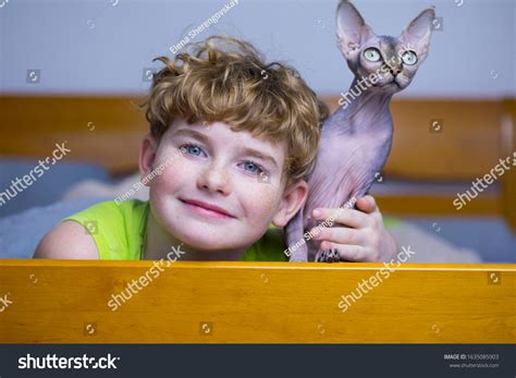 Naked Cat Boy Sphinx Bald Cat Stock Photo Shutterstock