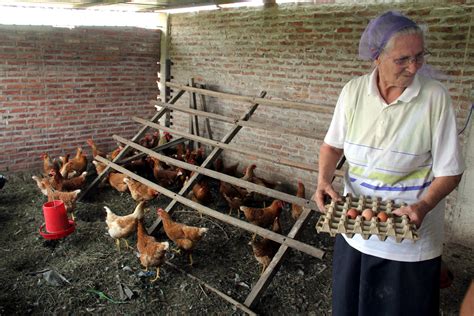 ¿corral O Gallinero Cómo Criar Gallinas En El Jardín De La Casa Infobae