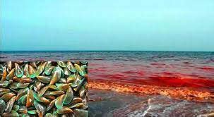 Red Tide Alert Sa San Pedro Bay Sa Samar Muling Inanunsyo Ng Bfar