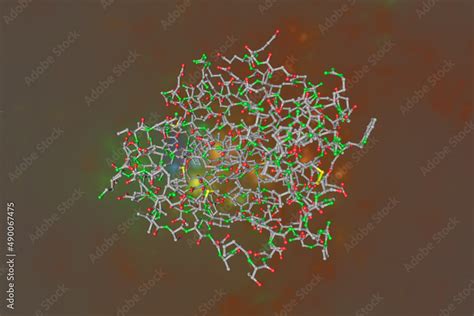 Molecular Model Of Human Sex Hormone Binding Globulin Shbp Or Sex