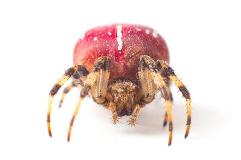 Red Spider. Large Red Spider with White Color Speck on Body Stock Photo ...
