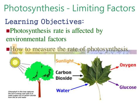Photosynthesis - Limiting Factors | Teaching Resources
