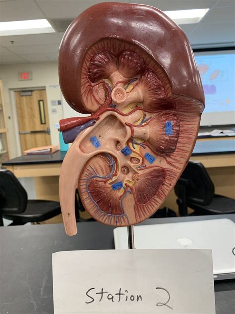 Urinary Diagram Quizlet