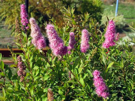 Спирея иволистная "Rubra" (Рубра) купить по цене рублей от питомника ...