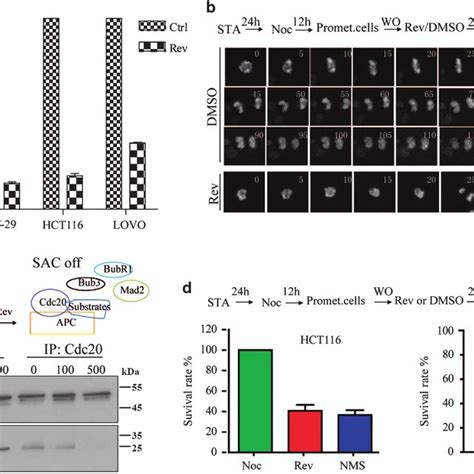 Single Cycle Loss Of Sac By Temporary Mps1 Inhibition Is Sufficient To