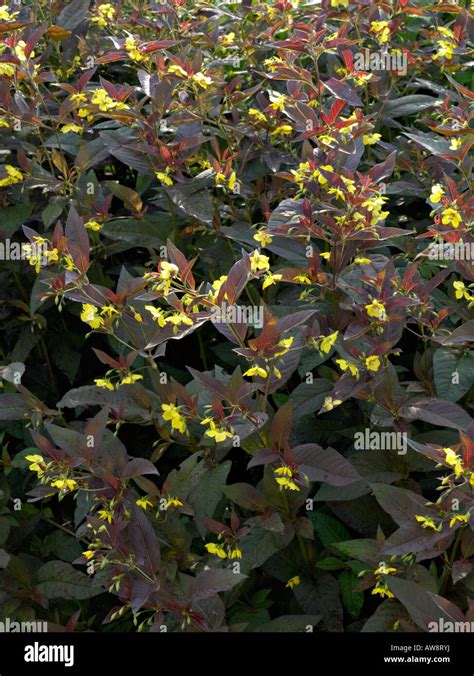 Fringed Loosestrife Lysimachia Ciliata Firecracker Stock Photo Alamy