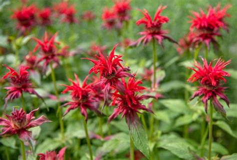 bee balm care growing guide
