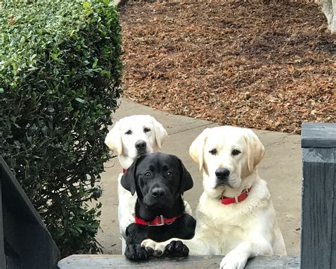 About 1 — Smoky Mountain Labradors