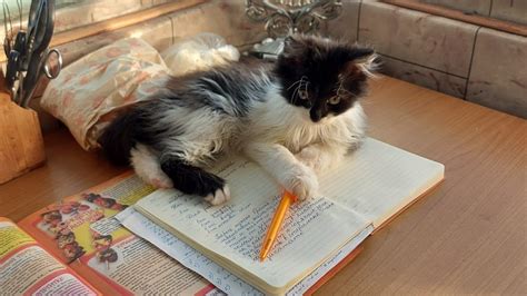 Котёнок Кузя/ Кошачья мята/ Витамины для шерсти кошек/ Игрушка для ...