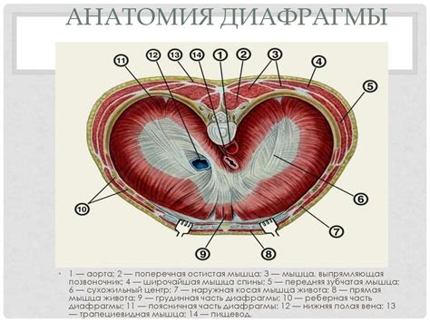 Хирургическая анатомия диафрагмы при повреждениях - online presentation