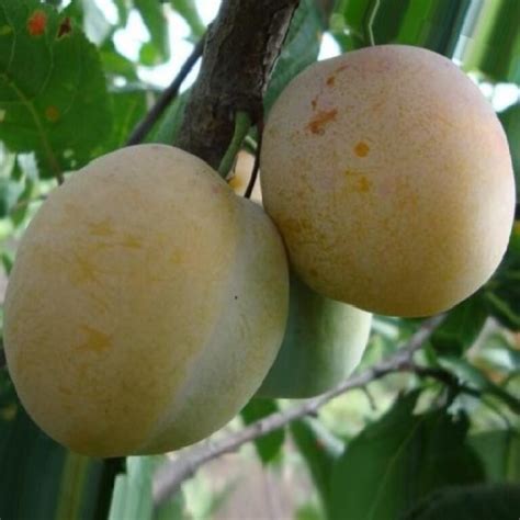 Купить Саженцы спиреи японской карликовой "Нана" по лучшей цене в ...