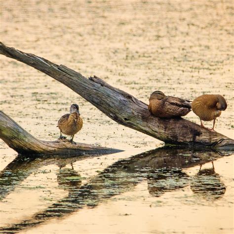 Facts About Naked Mole Rats Facts On Tap