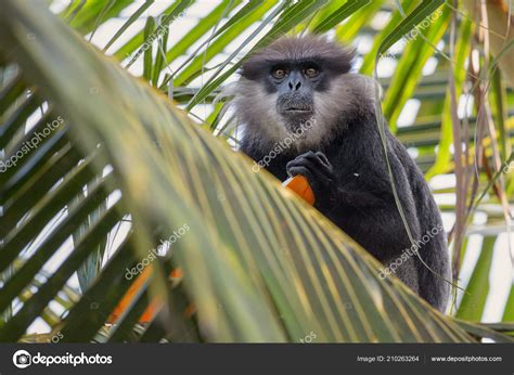 purple faced leaf monkey trachypithecus vetulus beautiful langur asian