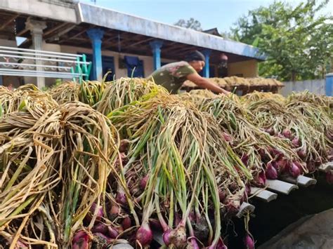 Ganjar Dorong Petani Pakai Pupuk Organik Metro Daily