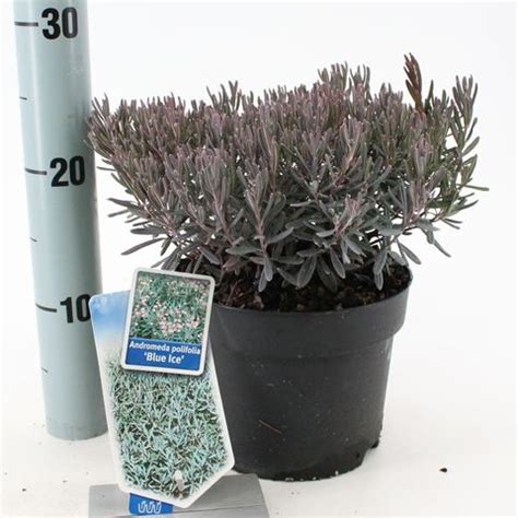 Andromeda polifolia 'Blue Ice' — Plant Wholesale FlorAccess