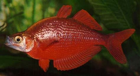 Colorful Tropical Fish Picturesred Rainbow Glossolepis Incisus Fish