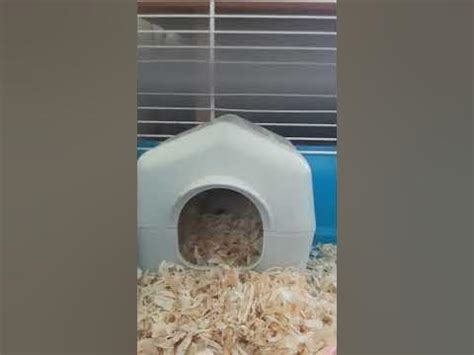 мой хамяк🐹🐁🐭,его завет граз🧁 - YouTube