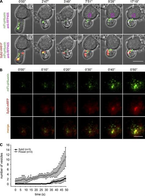 Flower Containing Vesicles Are Polarized Earlier To The Is Than To Cgs