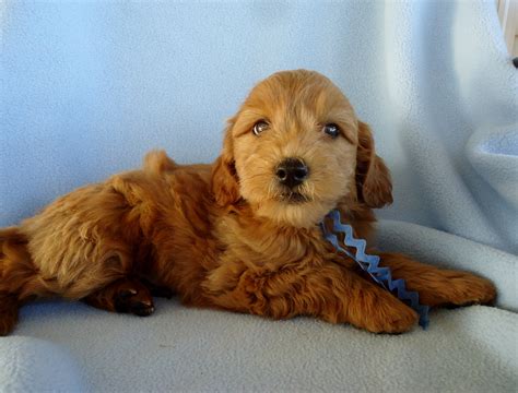 Cute Gay Twink Puppies Vseracampus