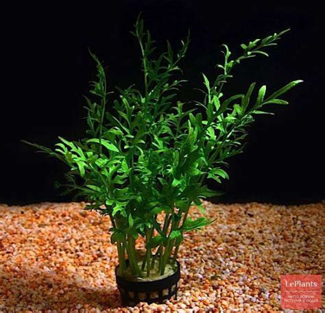 Цератоптерис василистниковидный (Ceratopteris thalictroides) — описание ...