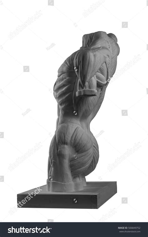 Plaster Statue Naked Man Torso Anatomical Stock Photo 506849752 Shutterstock