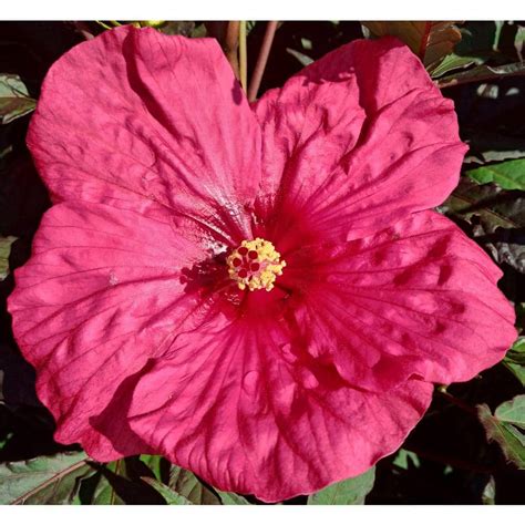 Proven Winners Gal Summerific Evening Rose Perennial Hibiscus Rose