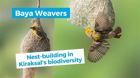 Baya Weavers Building Theirs Nests In Kiraksal S Biodiversity Youtube