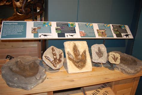 Dinosaur Fossils Are on Display at Special Museum Exhibit in Central