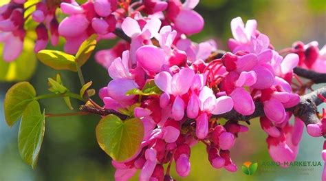 Церцис: уход за церцисом | Agro-Market